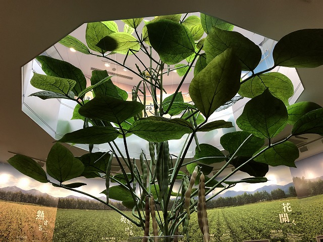 あずきミュージアム