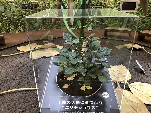 あずきミュージアム