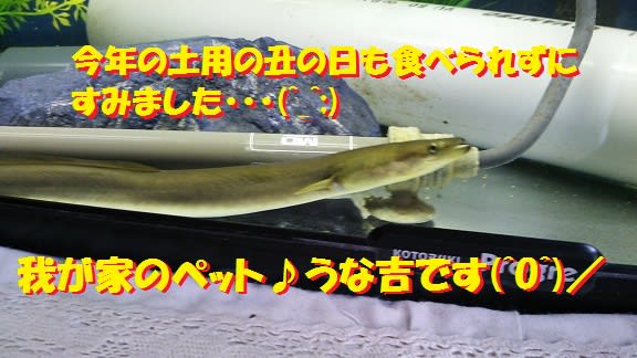 うな吉