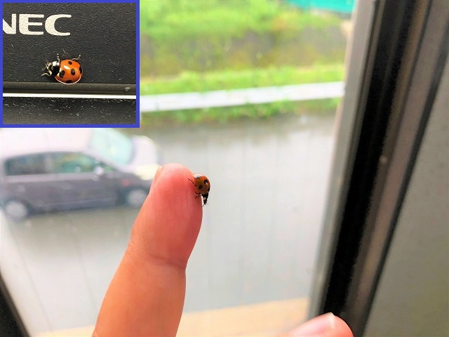 テントウムシ