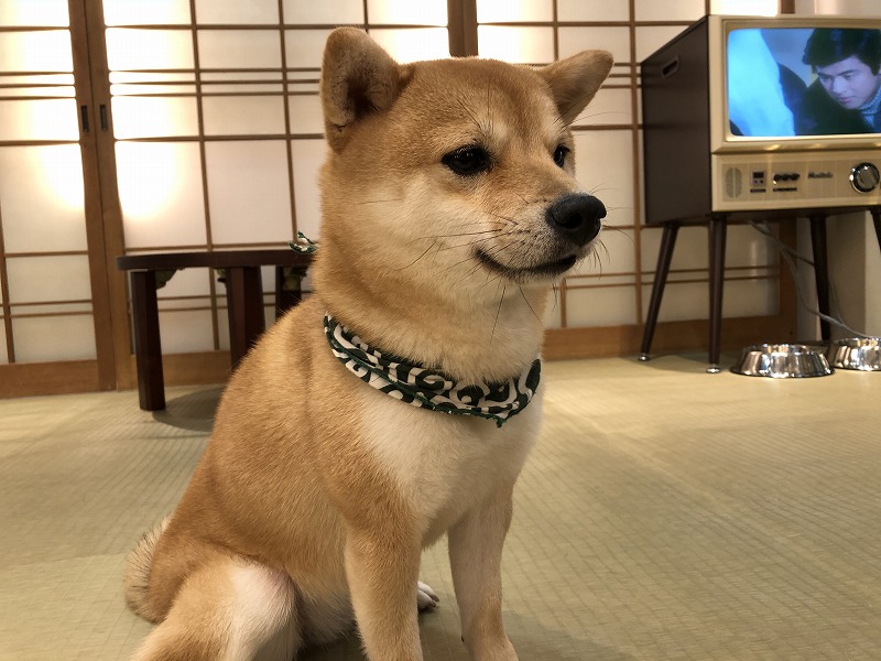 豆柴