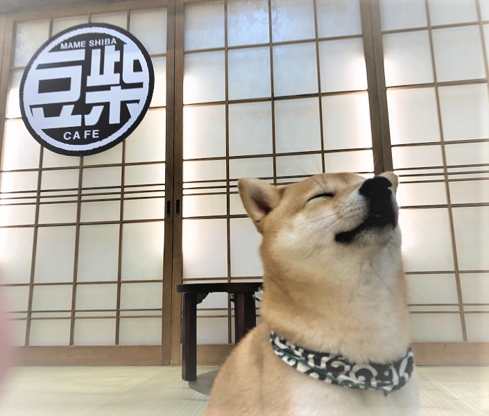 豆柴