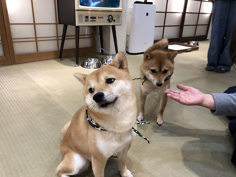 豆柴