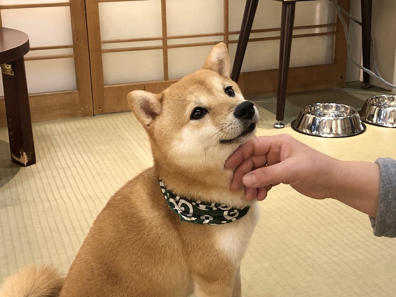 豆柴