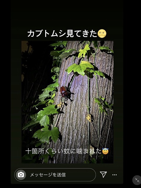 カブトムシの季節八幡建て替え枚方建て替え