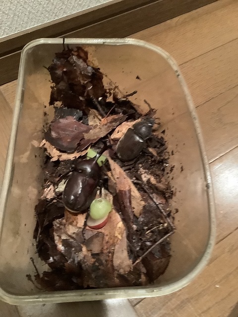 建替注文建築カブトムシ