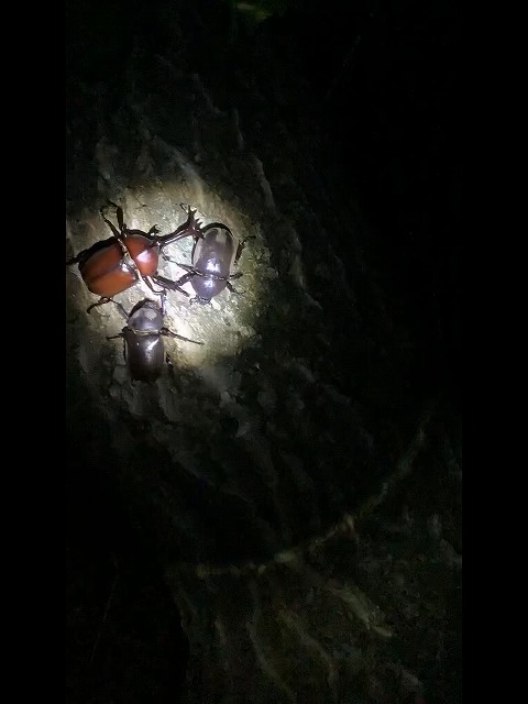 建て替え新築カブトムシ