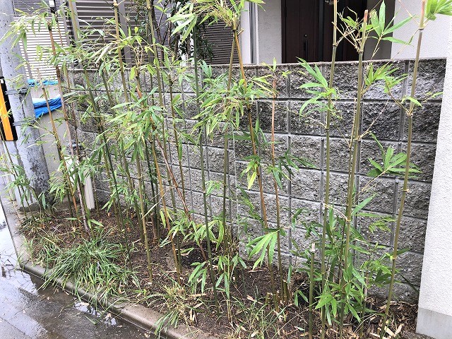 植栽剪定