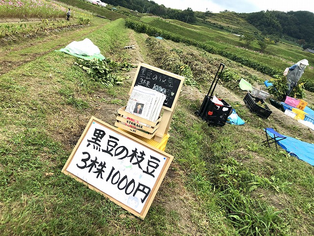 穂谷コスモス畑
