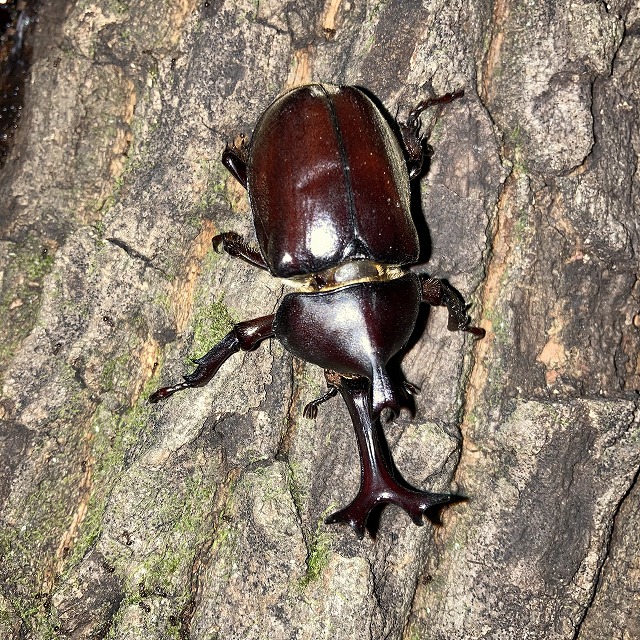 枚方建て替え、枚方注文建築