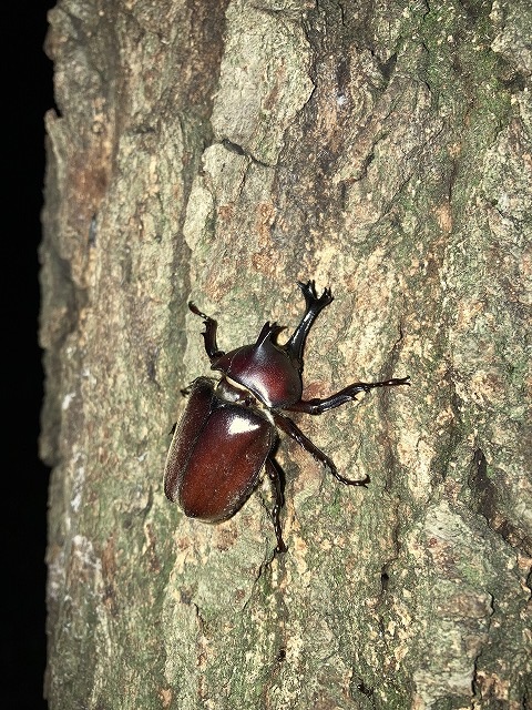 枚方建て替え、王仁公園カブトムシ