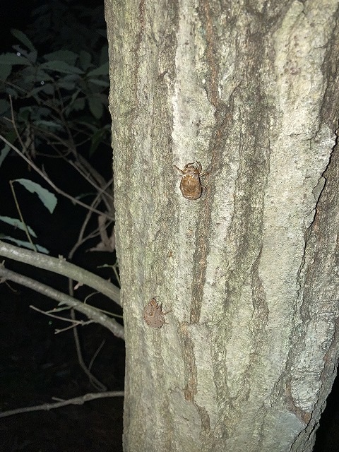 カブトムシの季節八幡建て替え