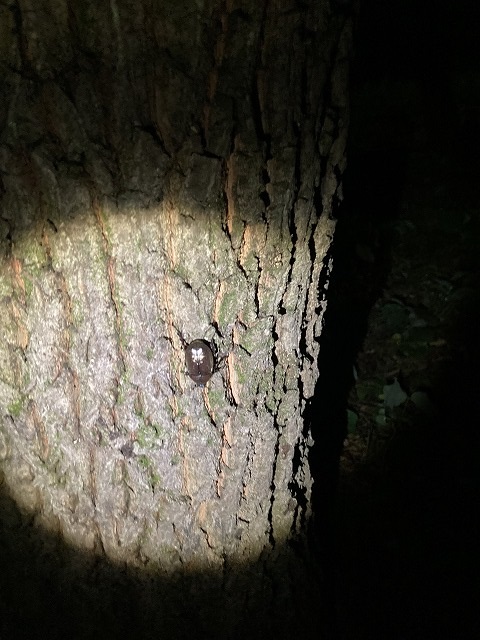 枚方注文住宅建て替え王仁公園カブトムシ