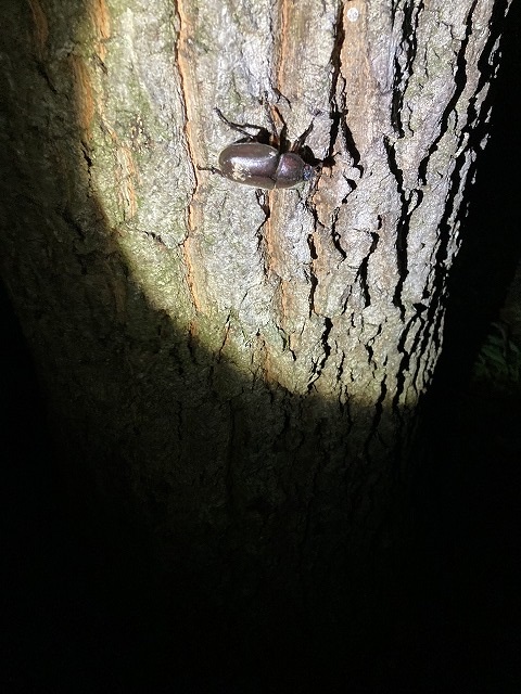 枚方建て替え　注文建築
