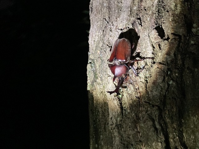 王仁公園カブトムシ新築　建て替え　リフォーム