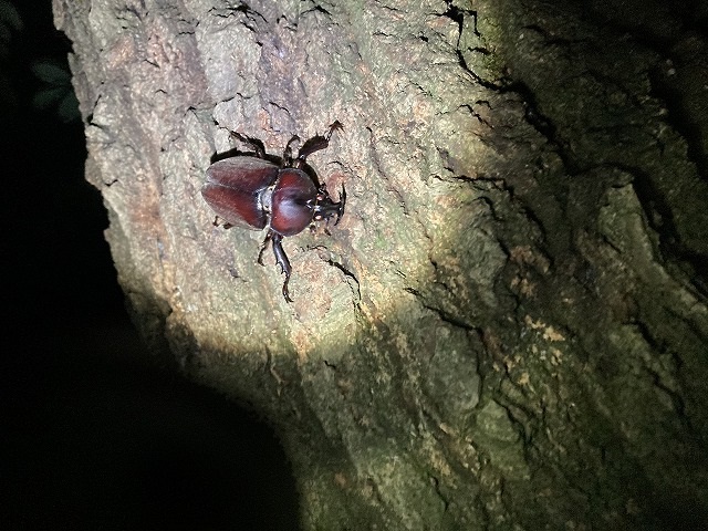 カブトムシオンライン見積