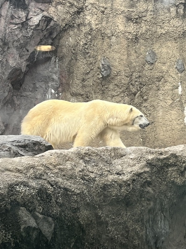 北海道 旭山動物園