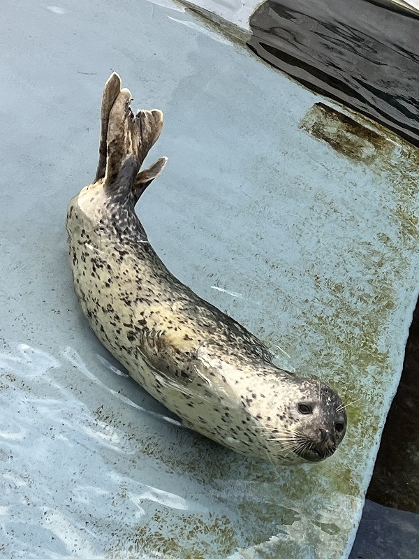 北海道 旭山動物園