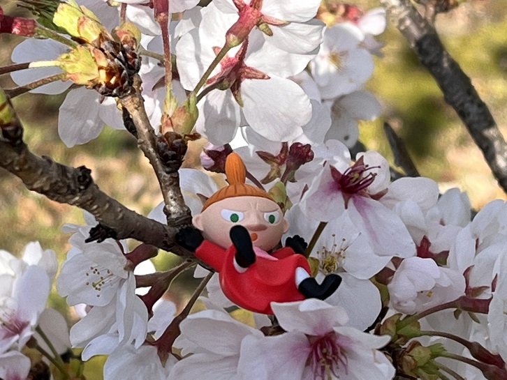 王仁公園の桜