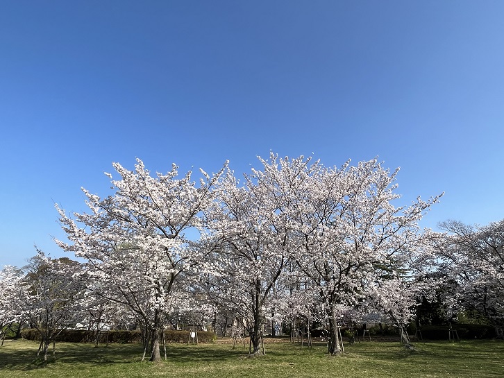 王仁公園の桜