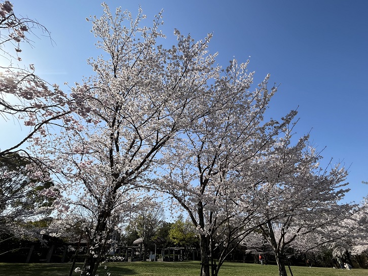 王仁公園の桜
