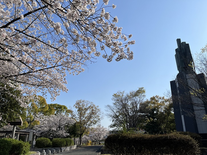 王仁公園の桜