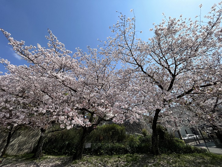 熱田公園の桜