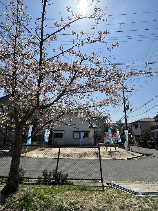 熱田公園の桜