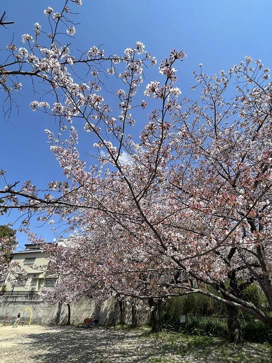 熱田公園の桜