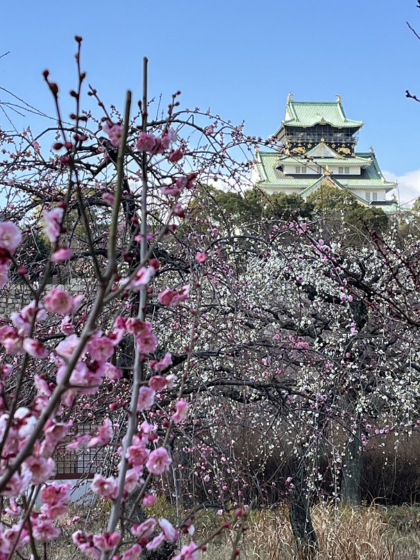 大阪城梅林1