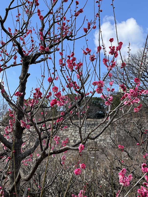 大阪城梅林3