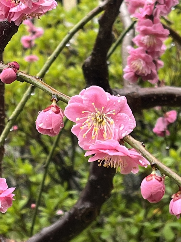 城南宮のしだれ梅2