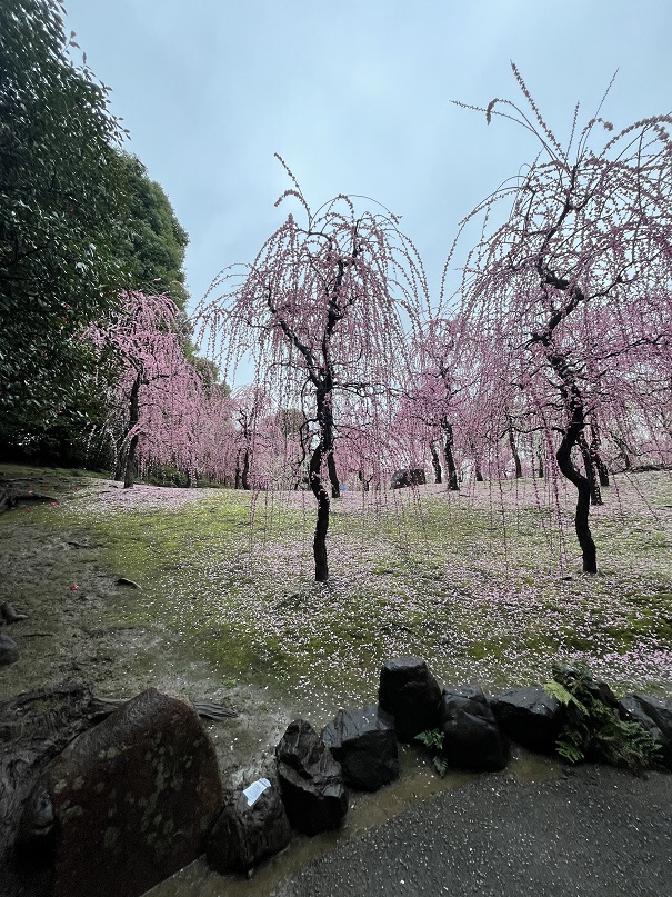 城南宮のしだれ梅12