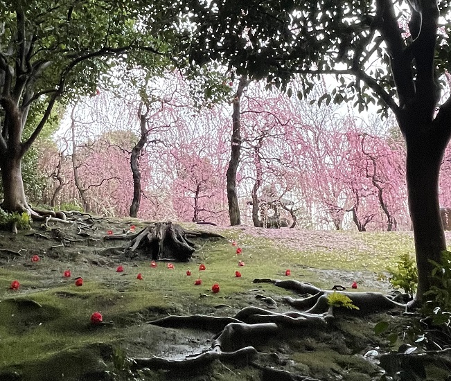 城南宮のしだれ梅13