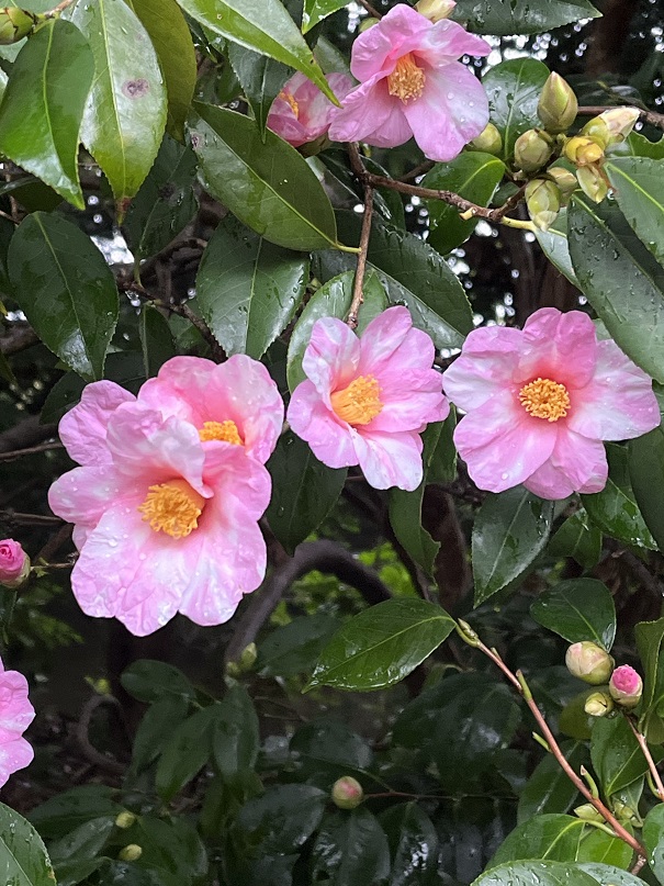 城南宮のしだれ梅14