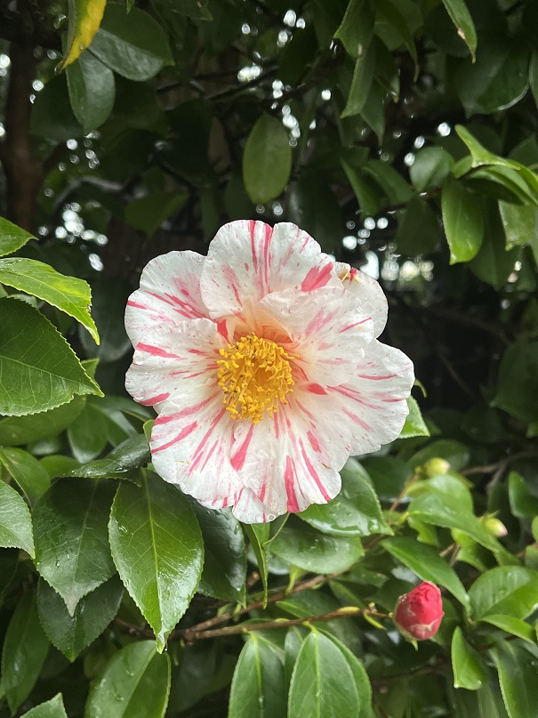 城南宮のしだれ梅15