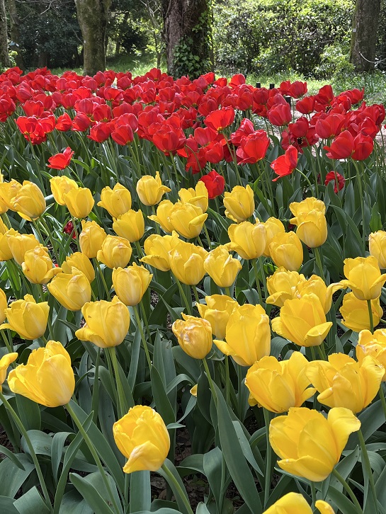 京都府立植物園1