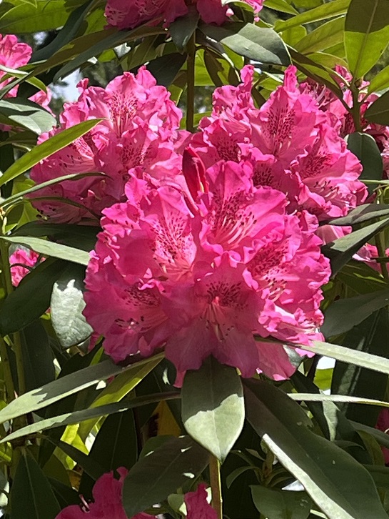 京都府立植物園10