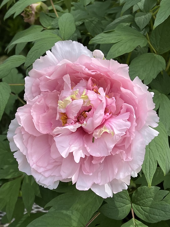 京都府立植物園11