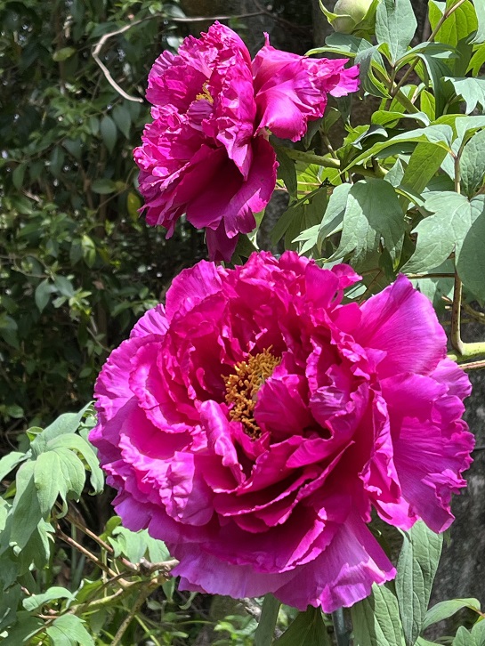 京都府立植物園13