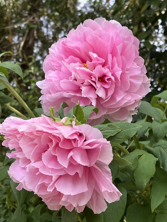 京都府立植物園14