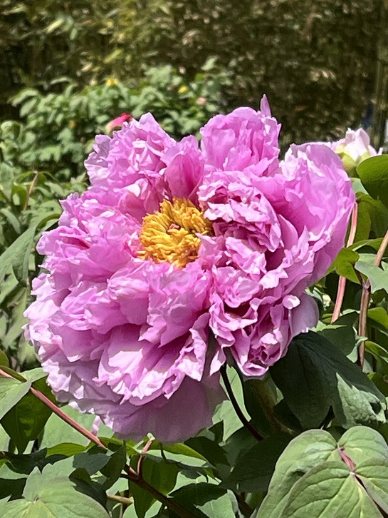 京都府立植物園15