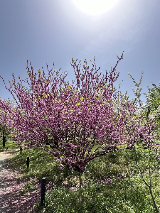 京都府立植物園16