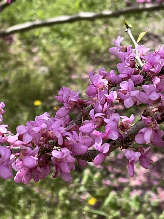 京都府立植物園17