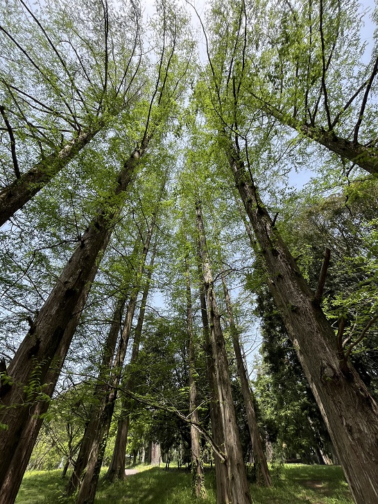 京都府立植物園4