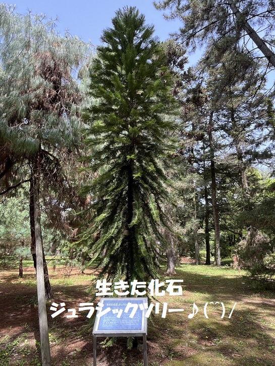 京都府立植物園5