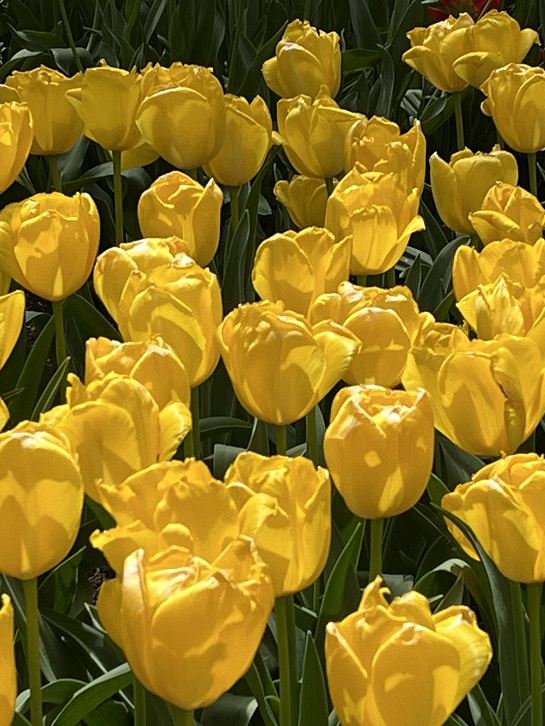 京都府立植物園6