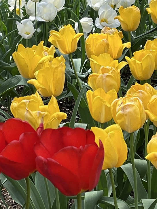 京都府立植物園7