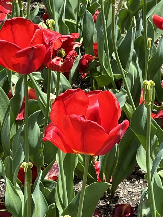 京都府立植物園8