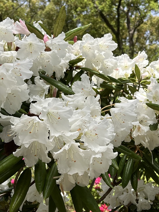 京都府立植物園9